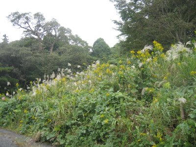 引地川親水公園
